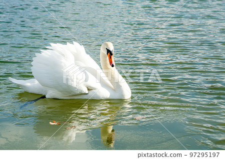 beautiful swan beautiful swan 97295197