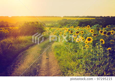 sunflower field 97295215
