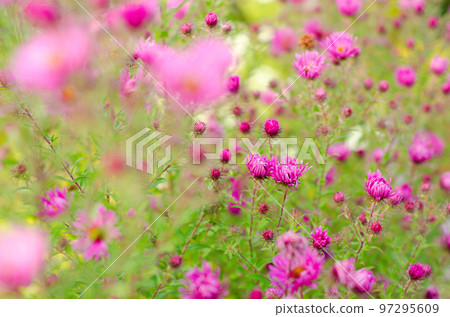 purple flowers purple flowers 97295609