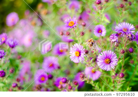 purple flowers purple flowers 97295610