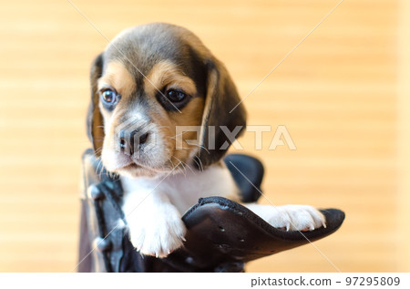 beagle puppy beagle puppy 97295809