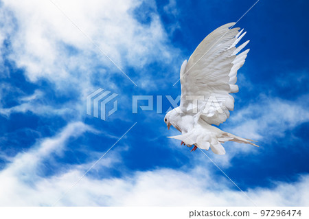 Dove in the air with wings wide open in-front of the sky 97296474