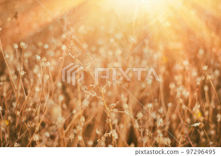 field plants field plants 97296495