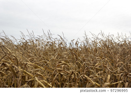 Dry isolated corn in autumn in the field. Place to write Dry isolated corn in autumn in the field. Place to write 97296995