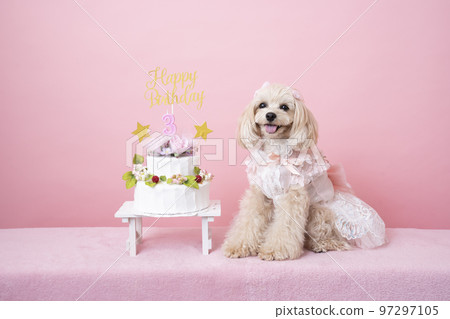 Maltipoo smiles as he celebrates his 3rd birthday 97297105
