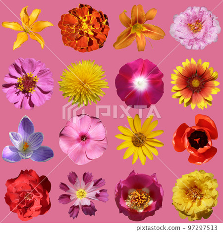 flowers collection flowers collection 97297513