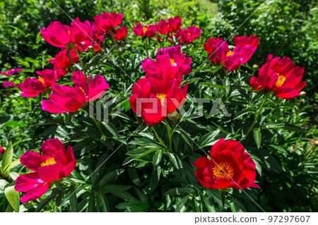 Herbaceous Peonies Scarlet O Hara in flowers Herbaceous Peonies Scarlet O Hara in flowers 97297607