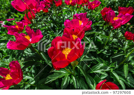 Herbaceous Peonies Scarlet O Hara in flowers Herbaceous Peonies Scarlet O Hara in flowers 97297608