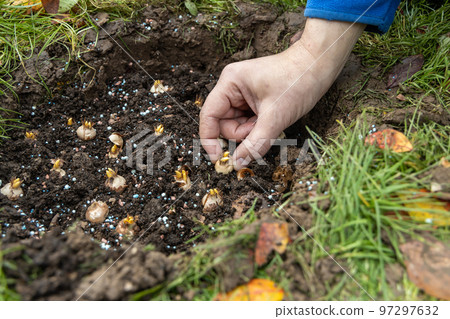 hand sadi in soil-soil flower bulbs. Hand holding a crocus bulb before planting in the ground 97297632
