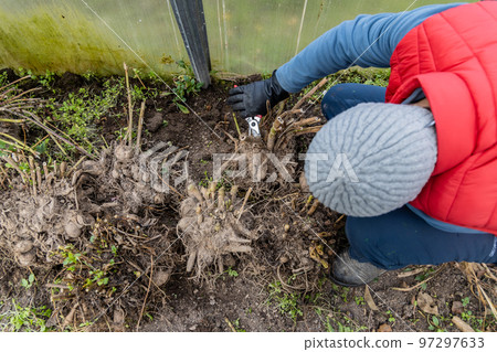 dahlia tubers just lifted for overwintering in garden 97297633