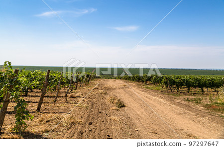 Rows of green vines in a vineyard in rural Moldova Rows of green vines in a vineyard in rural Moldova 97297647