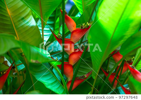 Heliconia stricta natural Dwarf Jamaican Heliconia stricta natural Dwarf Jamaican 97297648
