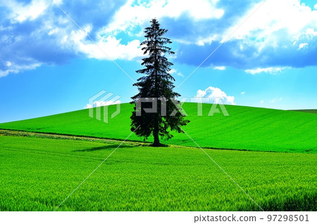 Christmas Tree Tree (Biei Town, Hokkaido) Christmas Tree Tree (Biei Town, Hokkaido) 97298501