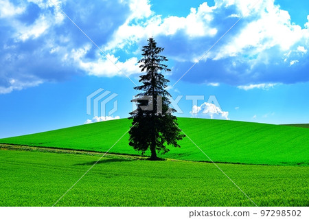 Christmas Tree Tree (Biei Town, Hokkaido) Christmas Tree Tree (Biei Town, Hokkaido) 97298502