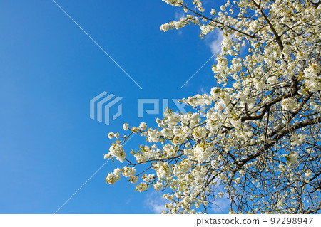 Closeup of Sweet Cherry blossoms on a branch against a blue sky background on a sunny day. Zoom in of small white wild flowers growing in a peaceful forest. Macro detail of flora in a backyard Closeup of Sweet Cherry blossoms on a branch against a blue sky background on a sunny day. Zoom in of small white wild flowers growing in a peaceful forest. Macro detail of flora in a backyard 97298947