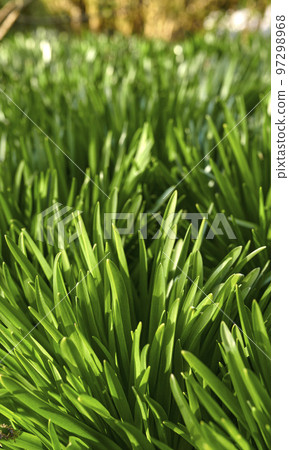 Bright green buffalo grass growing on the ground in a garden or park outside in nature during summer. Closeup of greenery and foliage outdoors on a spring day in a natural and cultivated habitat Bright green buffalo grass growing on the ground in a garden or park outside in nature during summer. Closeup of greenery and foliage outdoors on a spring day in a natural and cultivated habitat 97298968