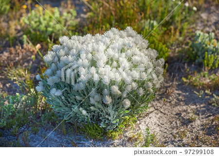 White everlastings, or syncarpha, growing outside in their natural habitat. Plant life and vegetation growing and thriving on mountain terrain in a lucious and protected nature conservation area White everlastings, or syncarpha, growing outside in their natural habitat. Plant life and vegetation growing and thriving on mountain terrain in a lucious and protected nature conservation area 97299108