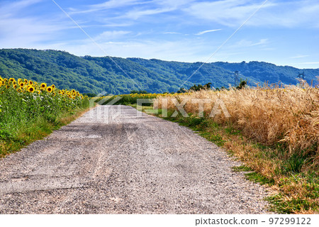 Rural road view with a green farming landscape in the countryside. Charming nature setting with fresh sunflower and barley farm fields. Isolated agriculture scene with trees, grass, and a blue sky. 97299122