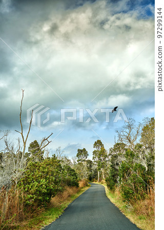 Road through Landscape at Mauna Kea - the most active volcano in Hawaii, Big Island, Hawaii, USA. A beautiful nature view a long road with no one there surrounded with forest along with eagle in sunny 97299144