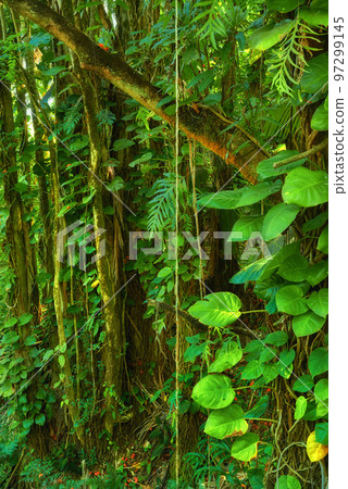 Trees and bushes in a lush green forest in Hawaii, USA. Magical woods with beauty in nature, beautiful and mysterious quiet outdoors. Quiet morning in a peaceful rainforest with vibrant greenery 97299145