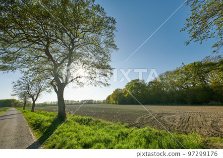 Rye and wheat grain growing on a farm in a remote countryside field with copy space. Tar road, path or street leading to a sustainable local cornfield with cut straw in the harvest and picking season Rye and wheat grain growing on a farm in a remote countryside field with copy space. Tar road, path or street leading to a sustainable local cornfield with cut straw in the harvest and picking season 97299176