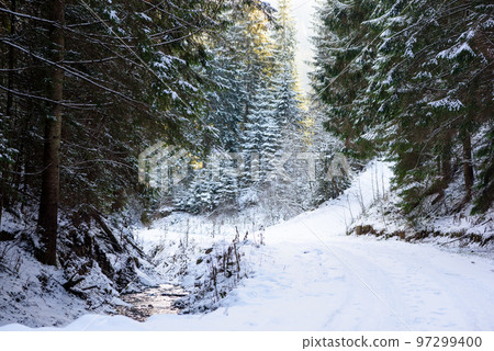 Beautiful winter green coniferous forest on the slopes of the mountains 97299400