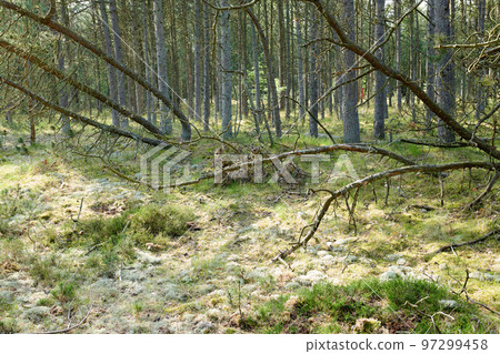 Fallen pine trees after a storm or strong wind leaning and damaged in a forest. Landscape of many leafless branches in nature. Uncultivated vegetation and shrubs growing in a secluded environment 97299458