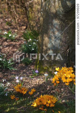 Yellow crocus flavus flowers growing around a tree trunk in a forest outside. Closeup of a beautiful bunch of flowering plants with vibrant petals blooming and blossoming in a natural environment 97299609