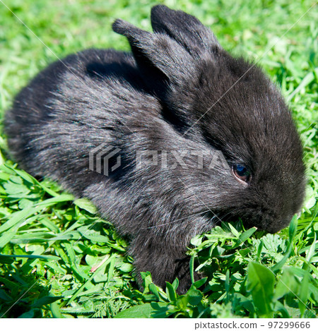Black small rabbit on a green lawn. Black small rabbit on a green lawn. 97299666