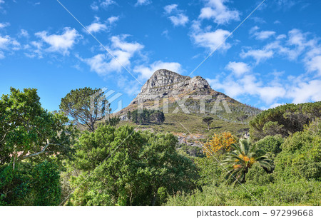 Scenic landscape of blue sky over the peak of Lions Head Mountain in Cape Town from below with copy space. Beautiful views of plants and trees around a popular tourist attraction and natural landmark Scenic landscape of blue sky over the peak of Lions Head Mountain in Cape Town from below with copy space. Beautiful views of plants and trees around a popular tourist attraction and natural landmark 97299668