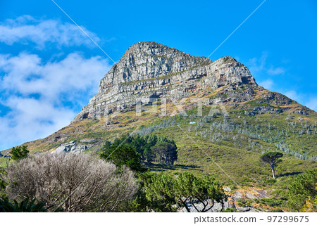 Copy space with scenic landscape view of Lions Head mountain in Cape Town, South Africa against a blue sky background. Magnificent panoramic of a famous travel destination with lush trees and plants 97299675
