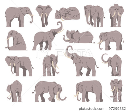 Grey Elephant as Large African Animal with Trunk in Different Pose Big Vector Set Grey Elephant as Large African Animal with Trunk in Different Pose Big Vector Set 97299882