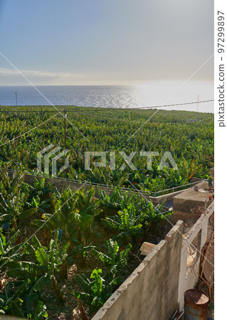 Landscape of banana plantation farm near tropical sea on an island. Scenic aerial view of growing agriculture fields, farming fresh and nutritious fruit in Los Llanos, La Palma, Spain 97299897