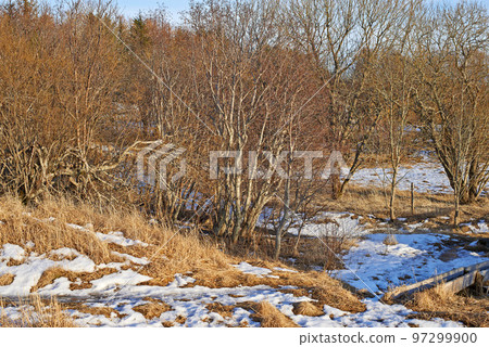 Leafless forest trees with melting snow in early spring. Seasonal landscape of slow regrowth in the woods after winter with lots of dry tree branches and melting ice patches on grass 97299900