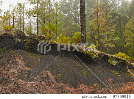 Uncultivated natural landscape and environment in remote and quiet woods. Moss and algae growing on a hill in a forest surrounded by pine trees in the mountains of La Palma, Canary Islands, Spain. 97299916