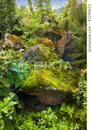 Close up of vibrant, rugged forrest terrain of La Palma, Canary Islands, Spain. Colourful wild vegetation on a rocky hill. Landscape of beautiful and exotic plants on a mountain on a bright day. Close up of vibrant, rugged forrest terrain of La Palma, Canary Islands, Spain. Colourful wild vegetation on a rocky hill. Landscape of beautiful and exotic plants on a mountain on a bright day. 97299933