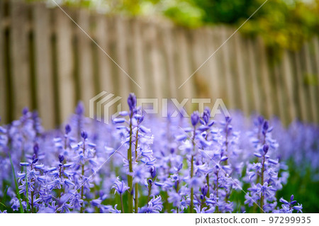 Bluebell flowers growing in a backyard garden in summer Scilla siberica violet flowering plants decorating and landscaping a lawn at home. Purple wildflowers blooming and blossoming in nature Bluebell flowers growing in a backyard garden in summer Scilla siberica violet flowering plants decorating and landscaping a lawn at home. Purple wildflowers blooming and blossoming in nature 97299935