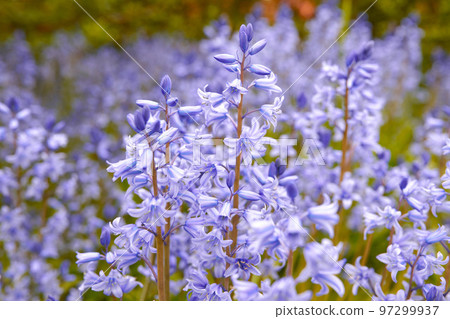 Field of vibrant flowers in a meadow outside in spring. Stunning purple blooms of bluebells or hyacinth in a wild .blurred field. Closeup view of a colorful nature scene in a garden or countryside Field of vibrant flowers in a meadow outside in spring. Stunning purple blooms of bluebells or hyacinth in a wild .blurred field. Closeup view of a colorful nature scene in a garden or countryside 97299937