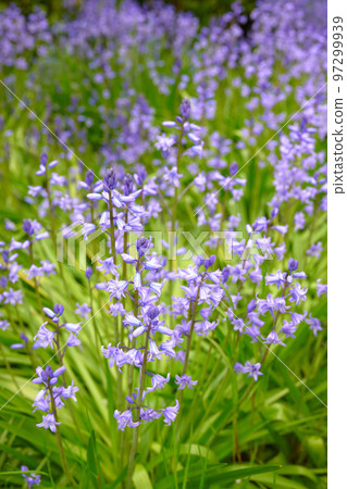 Closeup of spanish bluebell flowers or hyacinthoides non scripta blossoming in nature during spring. Closeup of bulbous and perennial purple plants with vibrant petals thriving in a garden outdoors 97299939