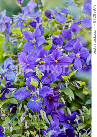Purple Cranesbill flowers growing in a garden. Many bright geranium perennial flowering plants contrasting in a green park. Colorful gardening blossoms for outdoor or backyard landscaping in summer Purple Cranesbill flowers growing in a garden. Many bright geranium perennial flowering plants contrasting in a green park. Colorful gardening blossoms for outdoor or backyard landscaping in summer 97299975
