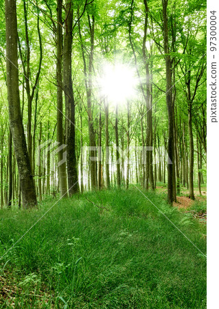 Magical green forest with sun rays in spring. Landscape of a beautiful and peaceful nature environment with lots of tall trees and wild lush grass. Remote location of a mysterious wood land 97300004