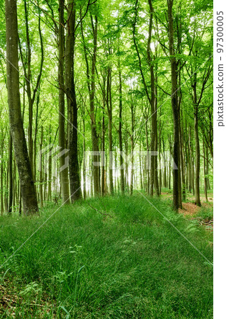 Lush green uncultivated forest trees in spring. Magical and secluded woodland with growing and blooming vegetation in an undisturbed natural area. Landscape view of a beautiful remote park in summer 97300005