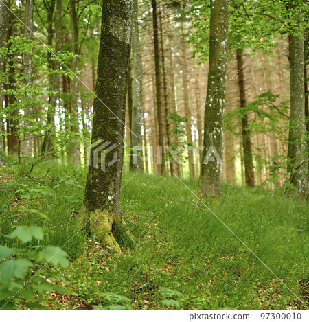 Beautiful forest with lush green plants and tall trees growing on a summer day. Landscape view of the woods with flowers and foliage on a spring morning. Vibrant and peaceful outdoors and wild nature 97300010