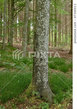 Environmental nature conservation and reserve of pine trees in a remote, coniferous forest in a serene, peaceful and calm countryside. Landscape of fir, cedar plants growing in quiet woods in Germany 97300011