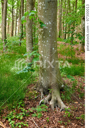 Roots of an old tree trunk in a forest. Remote woodland in spring with green grass, plants, and vines growing in between trees. Discovery deep in the empty woods in a wild nature environment 97300013
