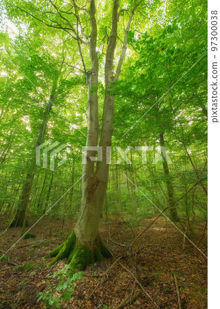 Moss covering a birch tree in remote forest, environmental conservation and nature reserve. Woods with damp algae and fungal growth in serene, tranquil and mystical area with lush green canopy trees 97300038