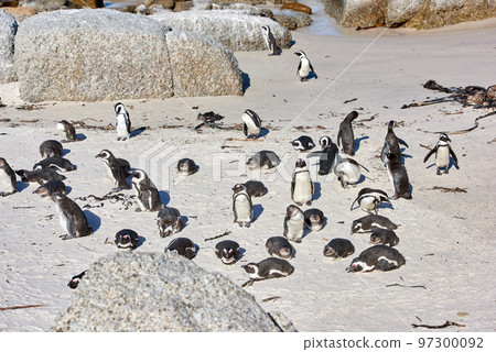 Group of penguins sunbathing near boulders. Flightless birds in their natural habitat. Colony of endangered black footed or Cape penguin species at sandy Boulders Beach in Cape Town, South Africa Group of penguins sunbathing near boulders. Flightless birds in their natural habitat. Colony of endangered black footed or Cape penguin species at sandy Boulders Beach in Cape Town, South Africa 97300092