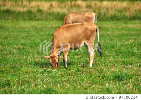 Two brown cows grazing on an organic green dairy farm in the countryside. Cattle or livestock in an open, empty and vast grassy field or meadow. Bovine animals on agricultural and sustainable land Two brown cows grazing on an organic green dairy farm in the countryside. Cattle or livestock in an open, empty and vast grassy field or meadow. Bovine animals on agricultural and sustainable land 97300214