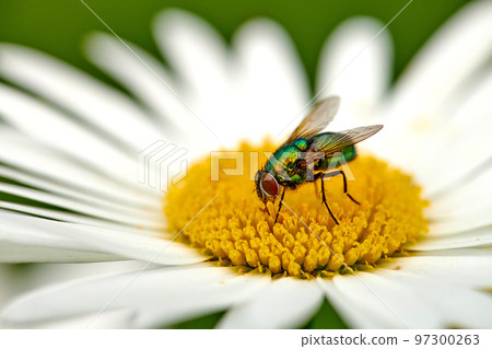 Common green bottle fly pollinating a white daisy flower outdoors. Closeup of one blowfly feeding off nectar from the yellow pistil on a marguerite plant. Macro of an insect and bug in an ecosystem 97300263