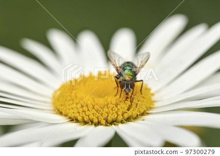 Closeup of a fly feeding of nectar on a white Marguerite daisy flower in a private or secluded home garden. Macro and texture detail of common green bottle insect pollination and plant pest control 97300279